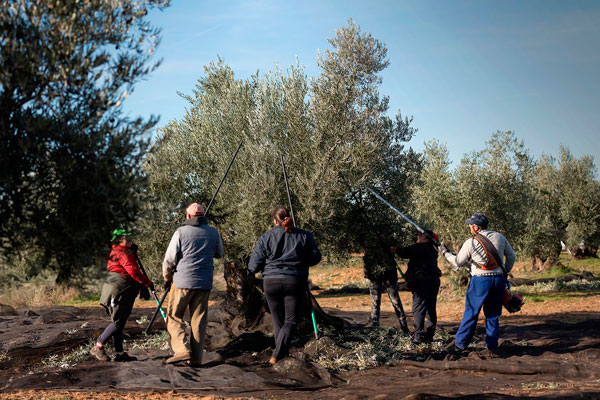 Trabadores colectando olivas de un olivo en el Altiplano de Granada